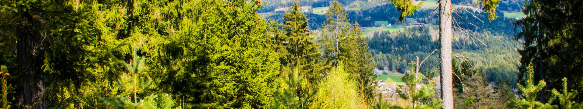 fichtenwald_16zu9 fichtenwald_16zu9