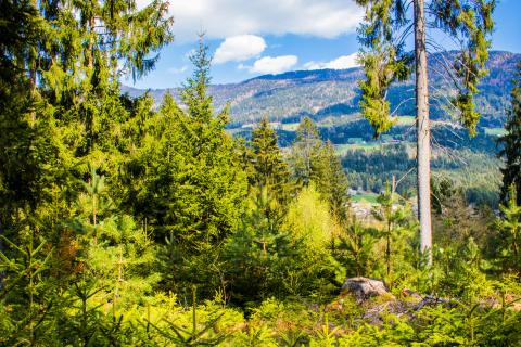 fichtenwald_16zu9 fichtenwald_16zu9